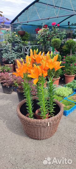 Декоративные растения для сада