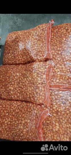 Продам лук севок сорт Стурон Южный сорт