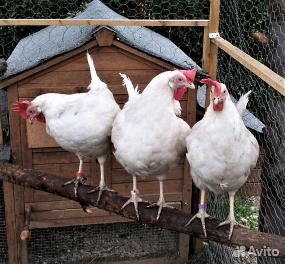 Курочки несушки яйца