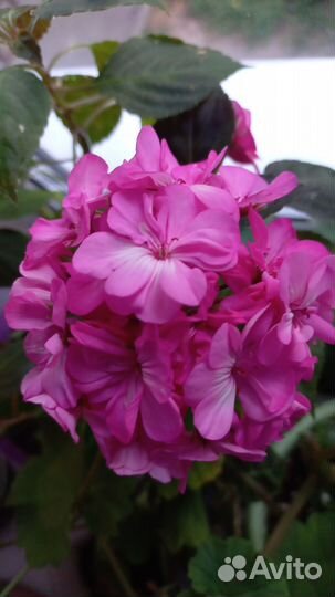 Пеларгония герань