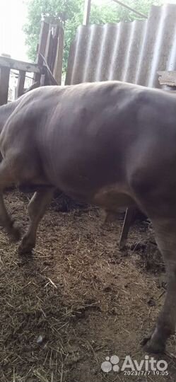 Продаются бычок и тёлочка