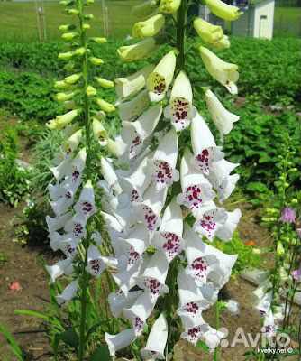 Наперстянка