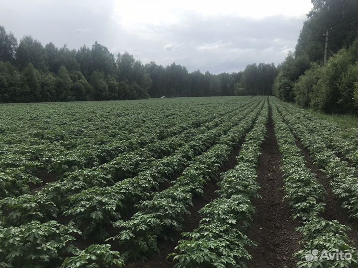 Семенной картофель