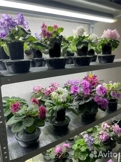 Сортовые фиалки