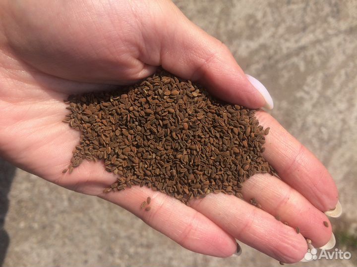 Фацелия эспарцет семена медоносов