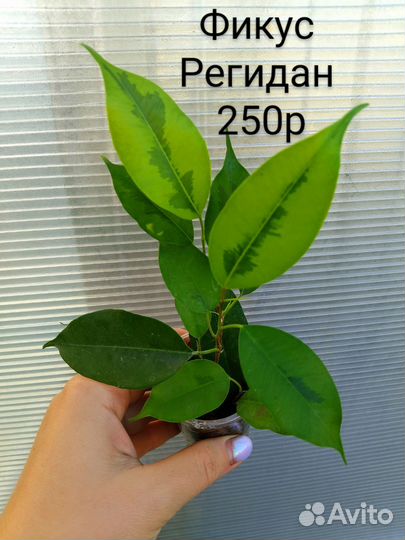 Фикусы сортовые часть1