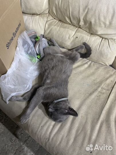 Отдам в добрые руки