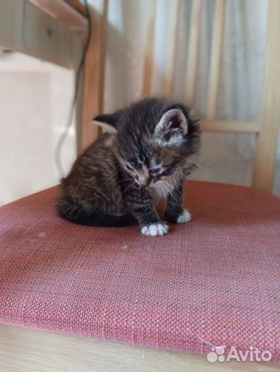 Котенок отдам бесплатно