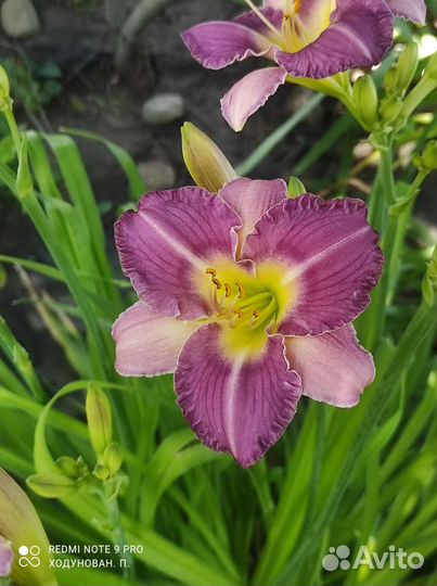 Лилейники сортовые