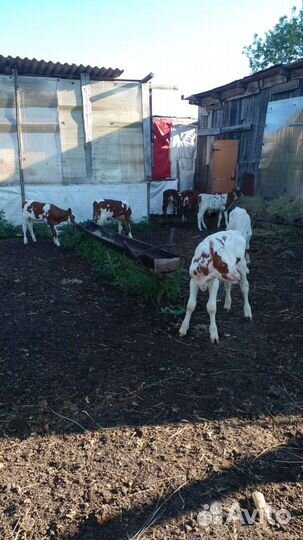 Телята (новое)