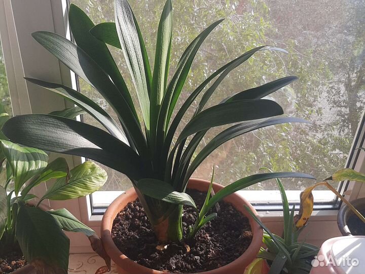 Комнатные цветы кливия