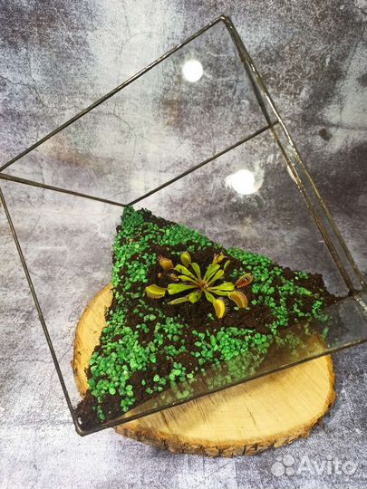 Флорартум с венериной мухоловкой