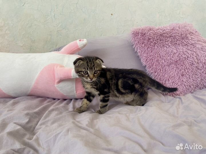 Вислоухие котята к лотку приучены