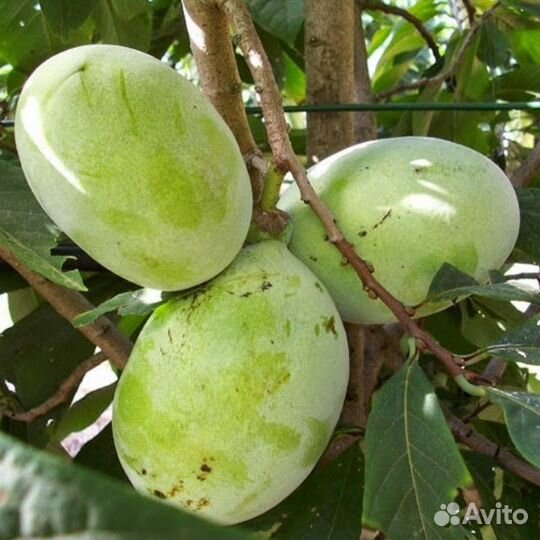 Саженцы азимины, банановое дерево, дерево азимина