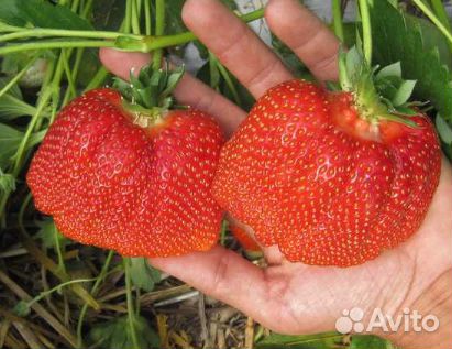 Рассада клубники Азия