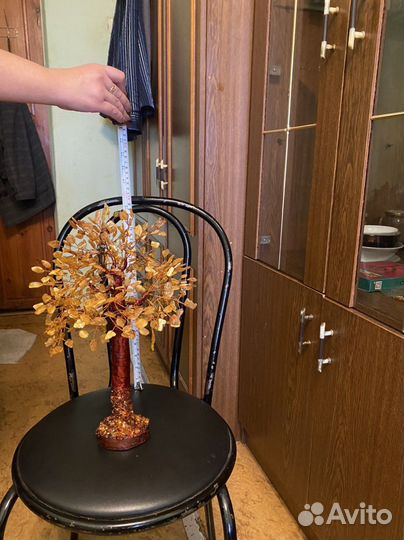 Денежное дерево большое