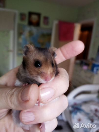 Сирийский хомяк