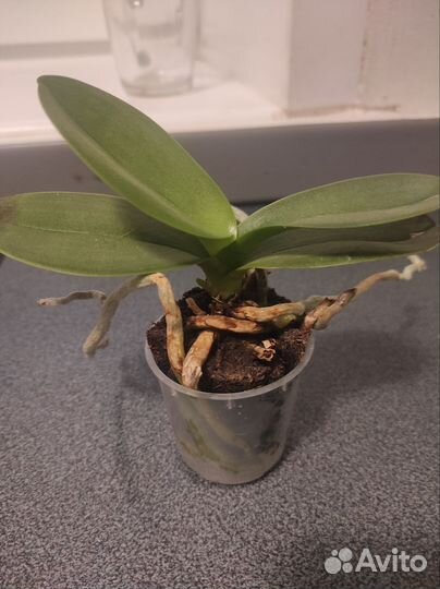Орхидея фаленопсис мини