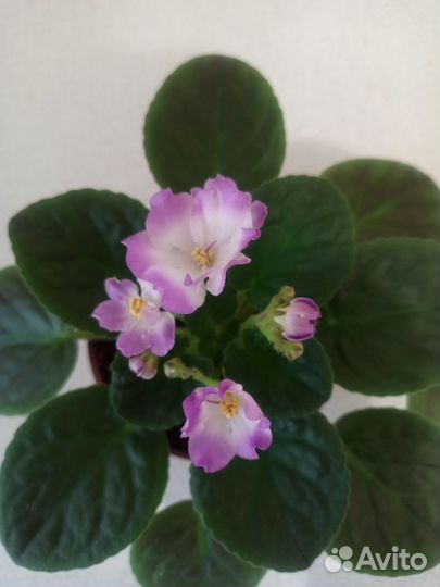 Фиалка цветущая