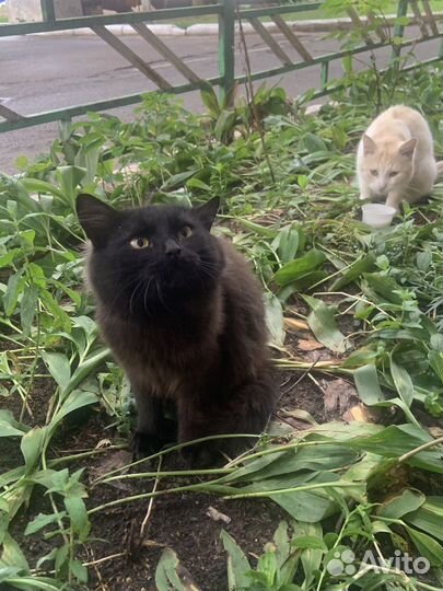 Котенок мальчик