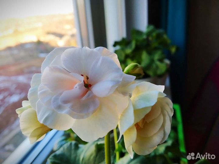 Пеларгония Viva Madeleine