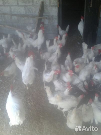 Инкубационное яйцо и циплята