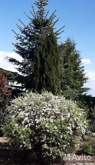 Спирея белая