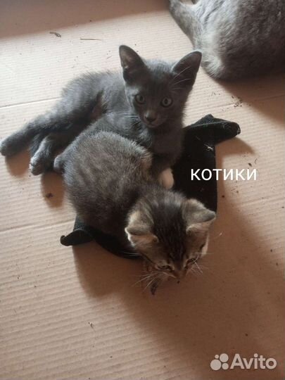 Отдам котят в хорошие руки