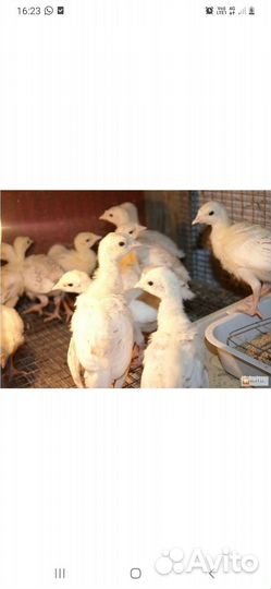 Индюшата, гусята