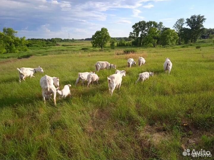 Козье молоко, сыр, масло, йогурт