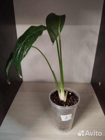 Спатифилум Беллини