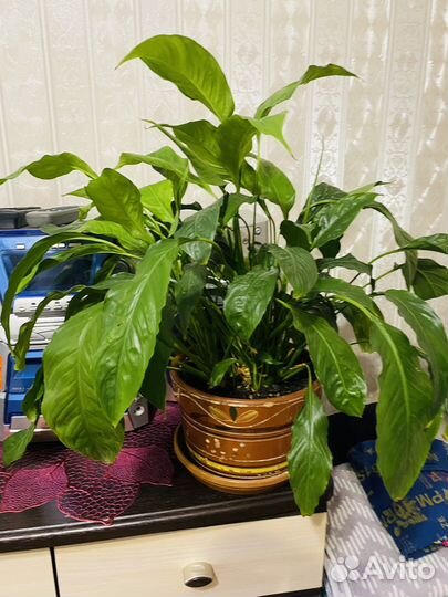 Спатифилум