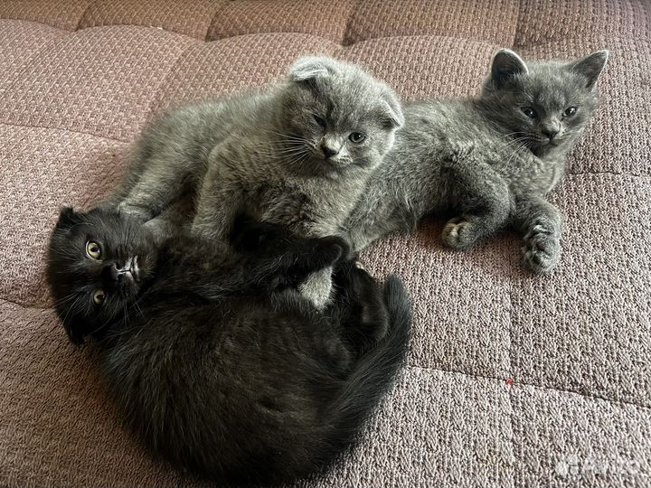 Котята вислоухие помесь британца и шотландца