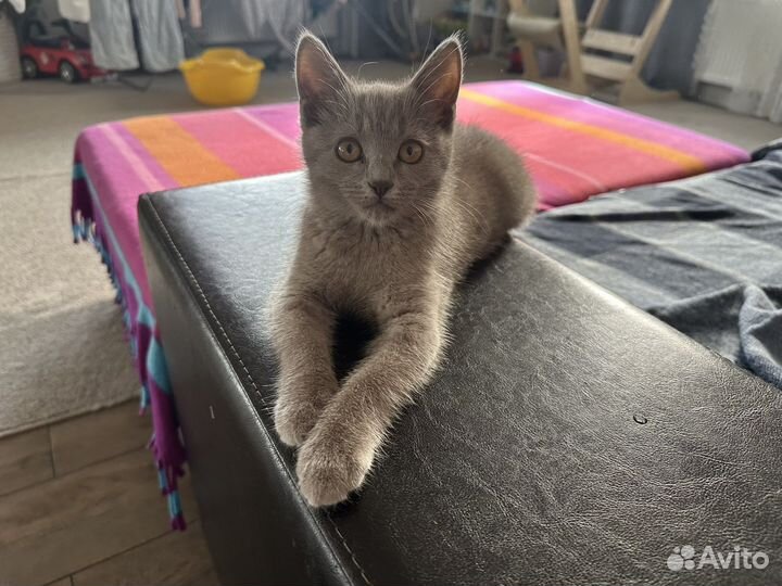 Отдам кота в добрые руки