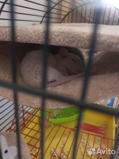 Крысы дамбо