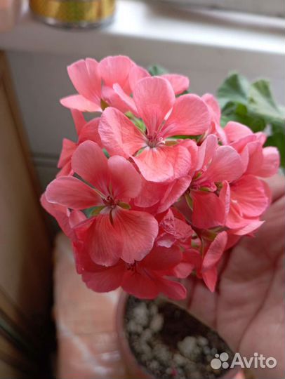 Пеларгония герань