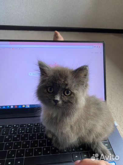 Продам котенка