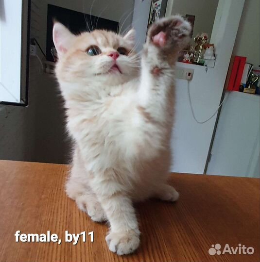 Британская золотая шоколадная шиншилла