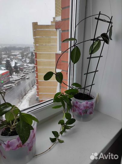 Хойя (восковой плющ) цветет, в подарок Гиппиаструм