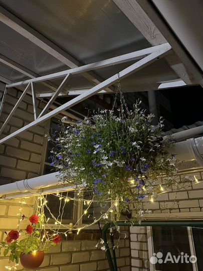 Цветы в кашпо