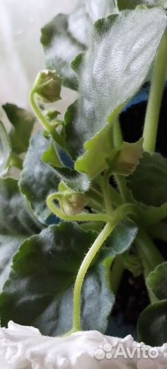 Фиалки сортовые