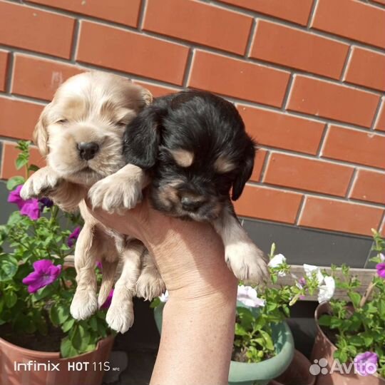 Американский кокер спаниель щенки