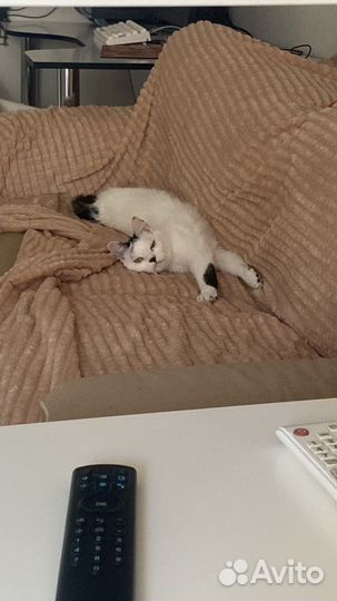 Кот в добрые руки