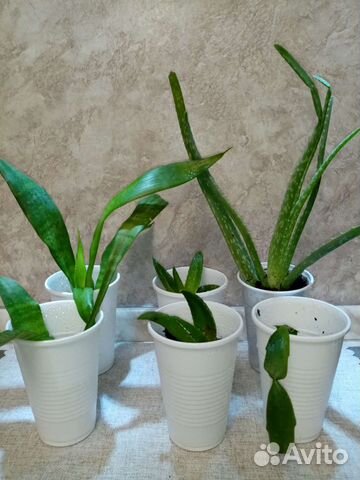 Алоэ продам или обменяю на суккулент