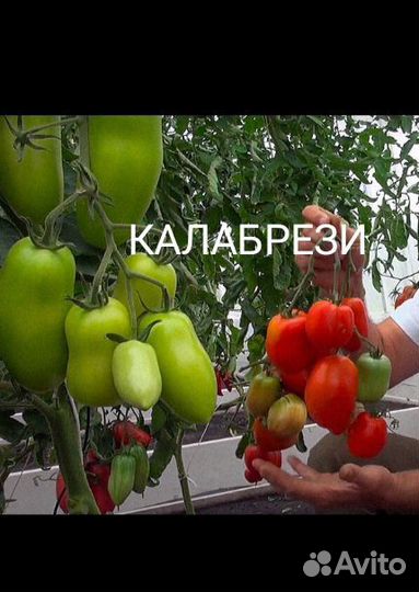 Рассада помидор