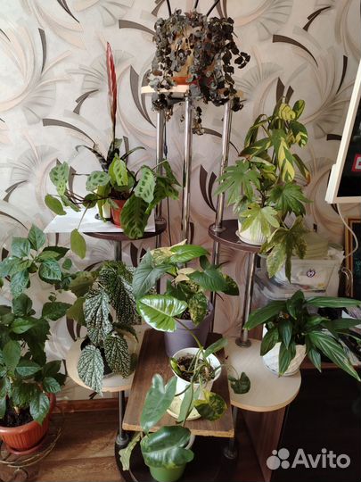 Полка для цветов