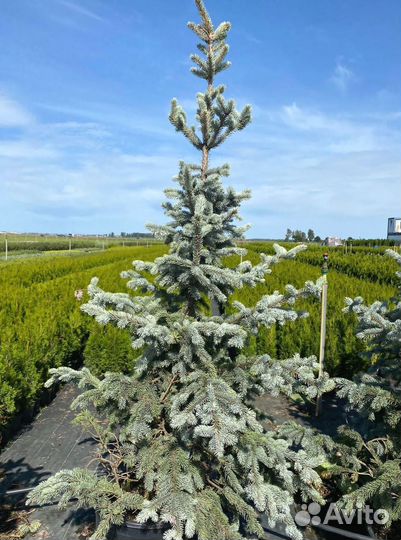 Ель Голубая