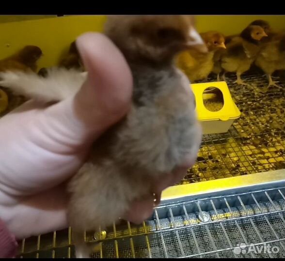 Цыплята орпингтона золотоокаймленного