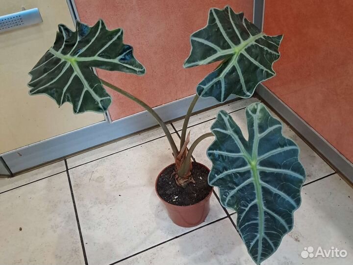 Алоказия Полли