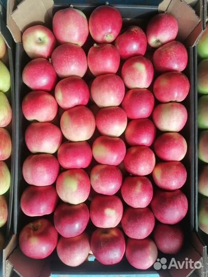 Яблоки опт (Беларусь)